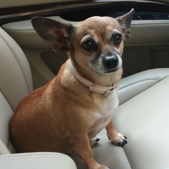 Meet your Posher, Olivia - Picture 1 of 1